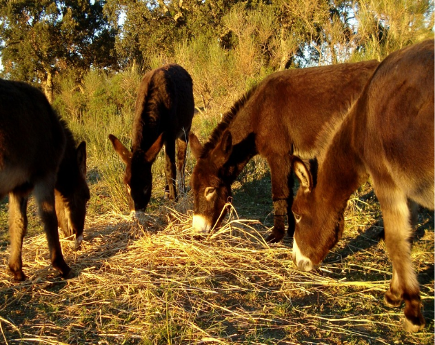 Spend time with donkeys featured image
